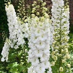 Delphinium Magıc Fountaıns Pure Whıte - Hazeran Çiçeği Kök - Beyaz