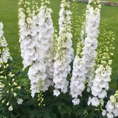 Delphinium Magıc Fountaıns Pure Whıte - Hazeran Çiçeği Kök - Beyaz