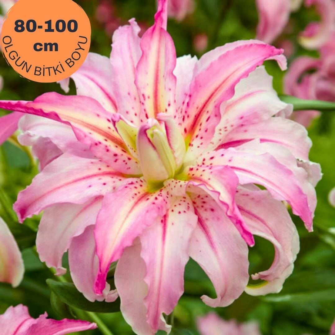 Broken Heart Oriental Lilium i ek So an Oryantal Lilyum Toz Pembe Broken Heart Oriental Lilium i ek So an Oryantal Lilyum Toz Pembe