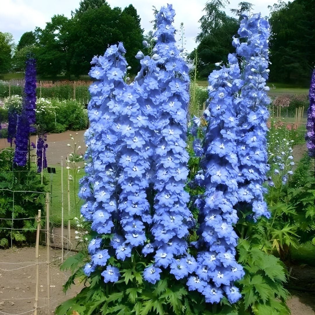 Delphinium Magıc  Blue Whıte Bee - Hazeran Çiçeği Kök - Mavi