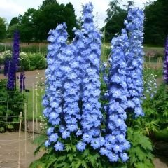 Delphinium Magıc  Blue Whıte Bee - Hazeran Çiçeği Kök - Mavi