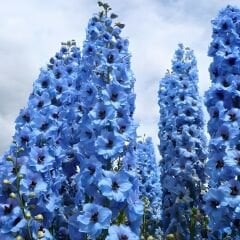 Delphinium Magıc  Blue Whıte Bee - Hazeran Çiçeği Kök - Mavi