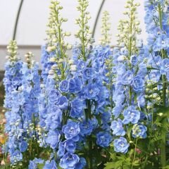 Delphinium Magıc  Blue Whıte Bee - Hazeran Çiçeği Kök - Mavi
