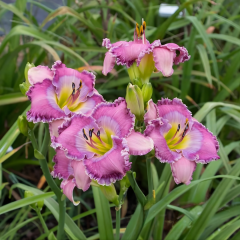 Gün Güzeli - Hemoracallis - Final Touch - Pembe