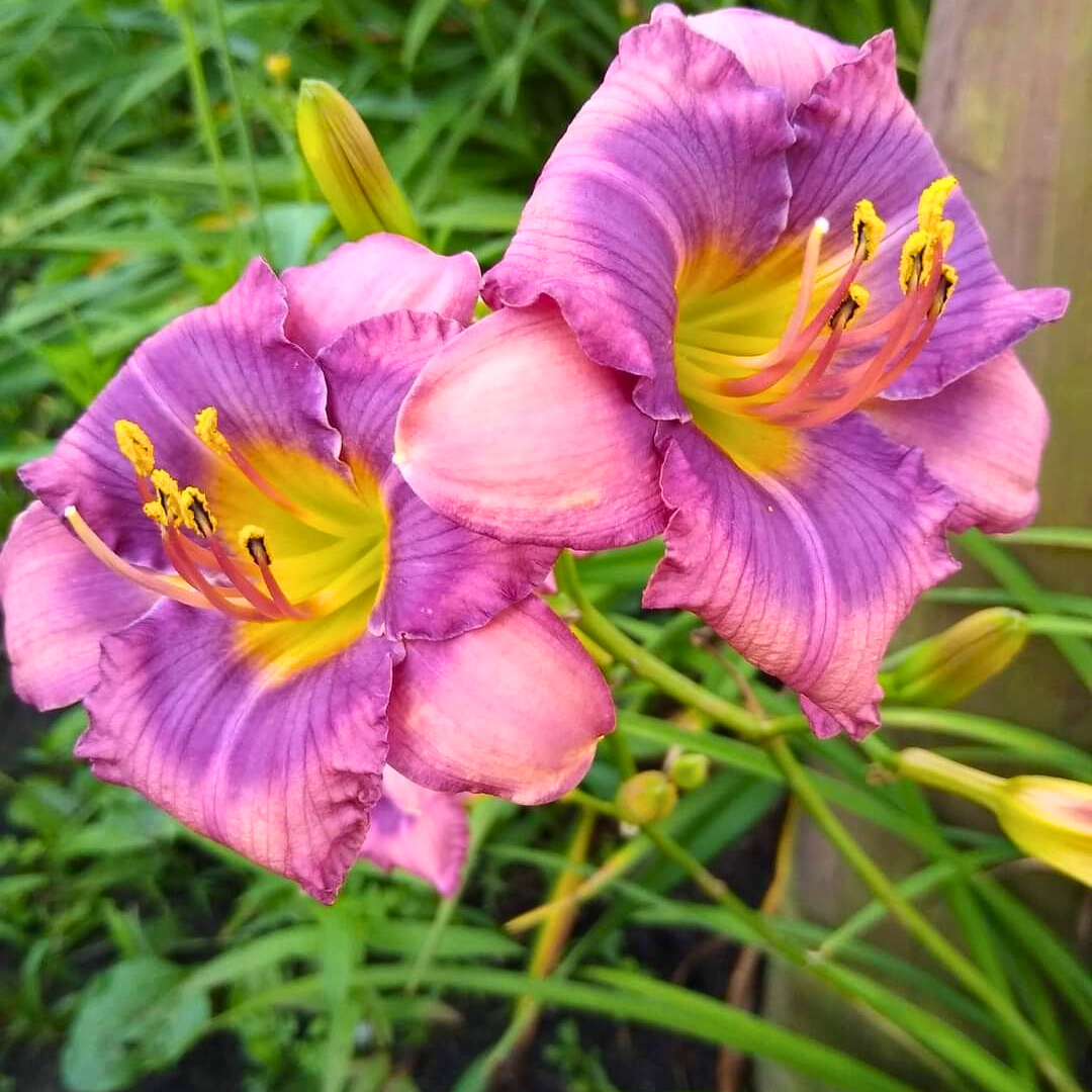 Gün Güzeli - Hemoracallis - Final Touch - Pembe