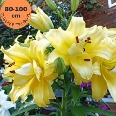 Exotic Sun Oriental Lilium Çiçek Soğanı - Oryantal Lilyum - Sarı
