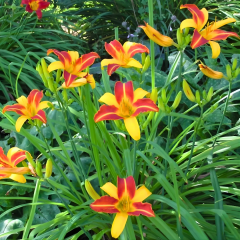 Gün Güzeli - Hemoracallis - Frans Hals - Sarı kırmızı