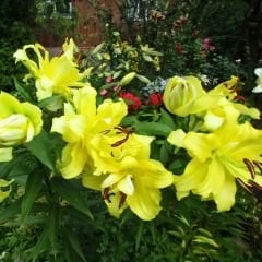 Exotic Sun Oriental Lilium Çiçek Soğanı - Oryantal Lilyum - Sarı
