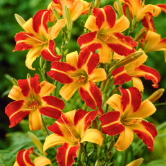 Gün Güzeli - Hemoracallis - Frans Hals - Sarı kırmızı