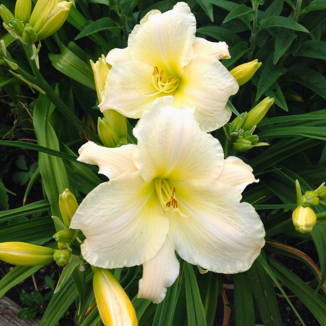 Gün Güzeli - Hemoracallis - Gentle Shepherd - Beyaz