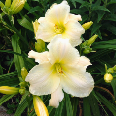 Gün Güzeli - Hemoracallis - Gentle Shepherd - Beyaz