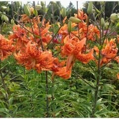 Flore Pleno Oriental Lilium Çiçek Soğanı - Oryantal Lilyum - Kaplan Zambağı