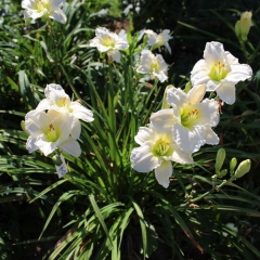 Gün Güzeli - Hemoracallis - Gentle Shepherd - Beyaz