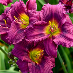 Gün Güzeli - Hemoracallis -  Little Grapete - Mor