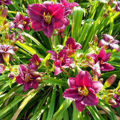 Gün Güzeli - Hemoracallis -  Little Grapete - Mor