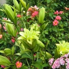 Lily Mystery Dream Çiçek Soğanı  - Gizemli Rüya