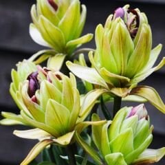 Lily Mystery Dream Çiçek Soğanı  - Gizemli Rüya