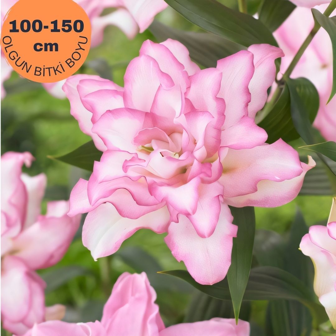 Roselily Anouska Oriental Lilium i ek So an Oryantal Lilyum Toz Pembe Roselily Anouska Oriental Lilium i ek So an Oryantal Lilyum Toz Pembe