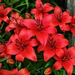 Calabria Lilium Çiçeği Soğanı - Lilyum - Kırmızı