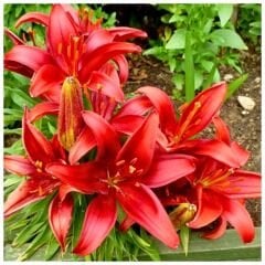 Calabria Lilium Çiçeği Soğanı - Lilyum - Kırmızı