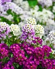 Alisyum Kraliyet Halısı – Alyssum maritima Easter Bonnet (Raw Tohum) 1.000 Adet | B2B Profesyonel Üretici Paketi