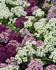 Alisyum Kraliyet Halısı – Alyssum maritima Easter Bonnet (Raw Tohum) 1.000 Adet | B2B Profesyonel Üretici Paketi