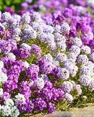 Alisyum Kraliyet Halısı – Alyssum maritima Easter Bonnet (Raw Tohum) 1.000 Adet | B2B Profesyonel Üretici Paketi