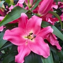 Corvette Lilium Çiçeği Soğanı - Lilyum - Pembe