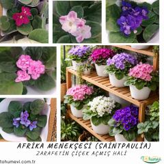 Afrika Menekşesi (Saintpaulia) – 12 cm Saksı