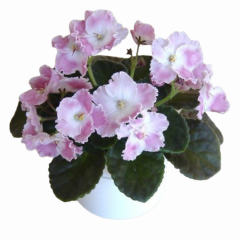 Afrika Menekşesi (Saintpaulia) – 12 cm Saksı