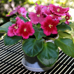 Afrika Menekşesi (Saintpaulia) – 12 cm Saksı