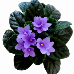 Afrika Menekşesi (Saintpaulia) – 12 cm Saksı