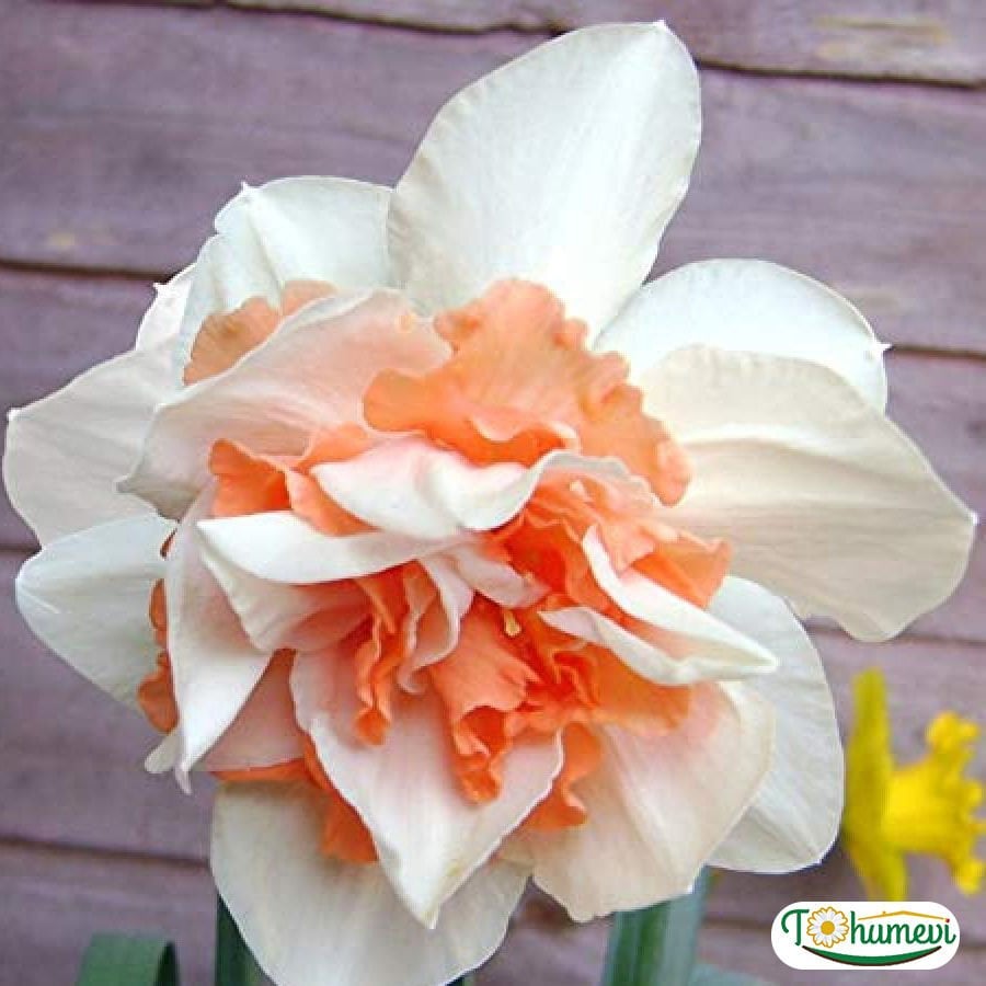 ﻿Flower Drift Nergis Soğanı