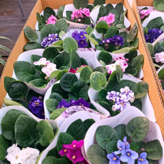 Afrika Menekşesi (Saintpaulia) – 12 cm Saksı