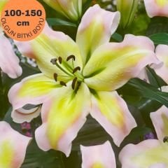 Pretty Woman Çiçeği Soğanı - Lilyum - Beyaz Ebruli