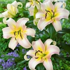 Pretty Woman Çiçeği Soğanı - Lilyum - Beyaz Ebruli