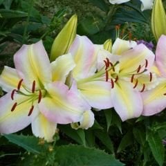 Pretty Woman Çiçeği Soğanı - Lilyum - Beyaz Ebruli