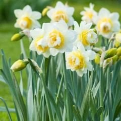 White Lion Nergis Soğanı - Narcisus Double
