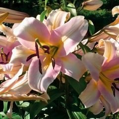 Pretty Woman Çiçeği Soğanı - Lilyum - Beyaz Ebruli