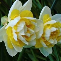 White Lion Nergis Soğanı - Narcisus Double