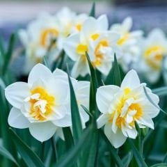 White Lion Nergis Soğanı - Narcisus Double