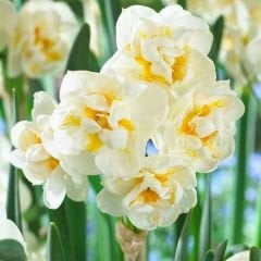 White Lion Nergis Soğanı - Narcisus Double