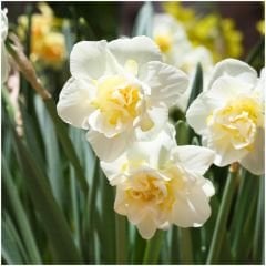 White Lion Nergis Soğanı - Narcisus Double