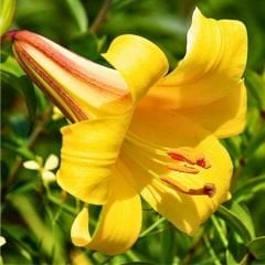 Longiflorum Golden splendour Lilium Çiçeği Soğanı - Lilyum - Sarı
