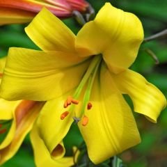 Longiflorum Golden splendour Lilium Çiçeği Soğanı - Lilyum - Sarı