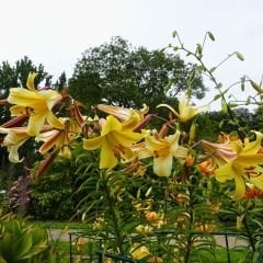 Longiflorum Golden splendour Lilium Çiçeği Soğanı - Lilyum - Sarı