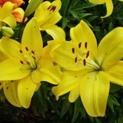 Lentella Lilium Çiçeği Soğanı - Lilyum - Sarı