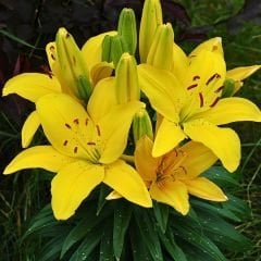 Lentella Lilium Çiçeği Soğanı - Lilyum - Sarı