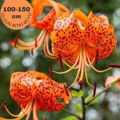 Sunny Morning Tiger Lily Soğanı - Lilyum - Kaplan Zambağı