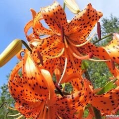 Sunny Morning Tiger Lily Soğanı - Lilyum - Kaplan Zambağı